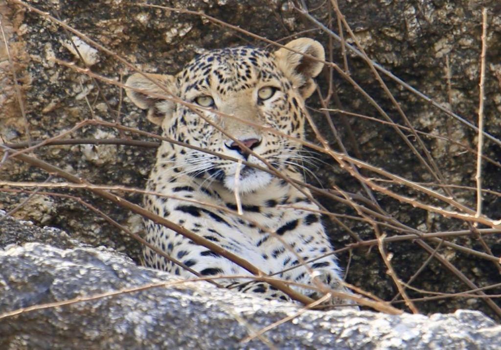 Pride Resort & Convention Center Ranakpur Near Ranakpur Dam Sādri Esterno foto